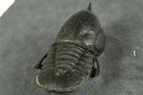 Pelagic Trilobite (Cyclopyge) Fossil - Huge Eyes #344599-4